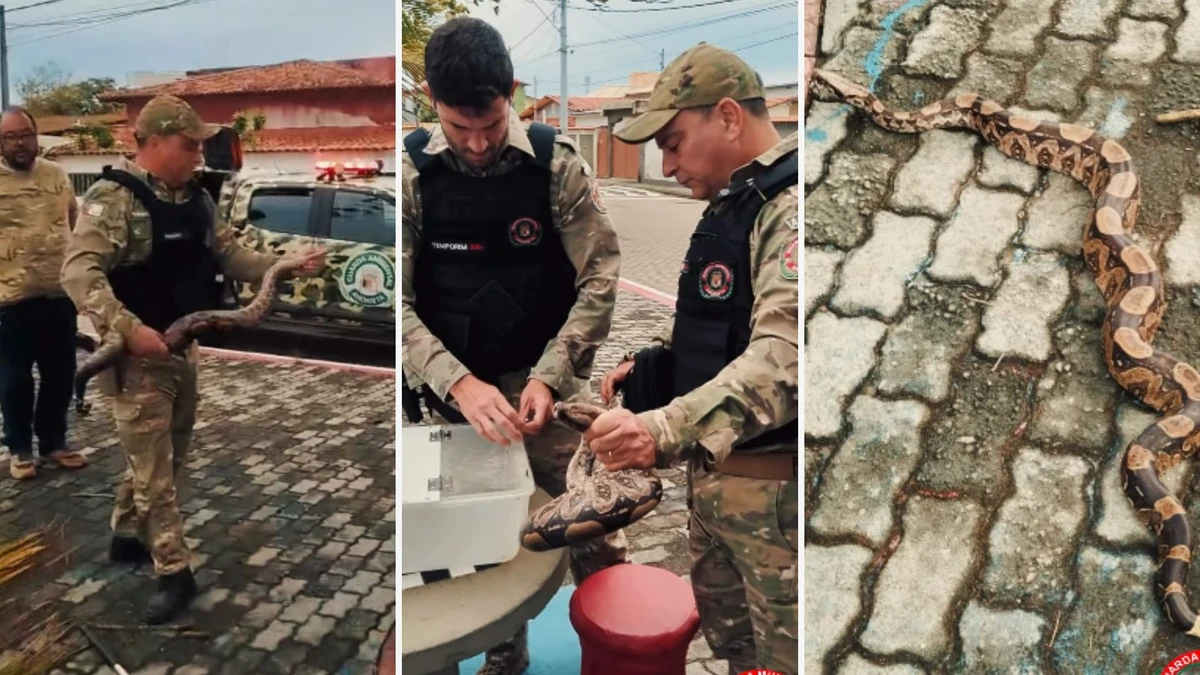  Guarda Ambiental resgata jiboia em bairro de Anchieta