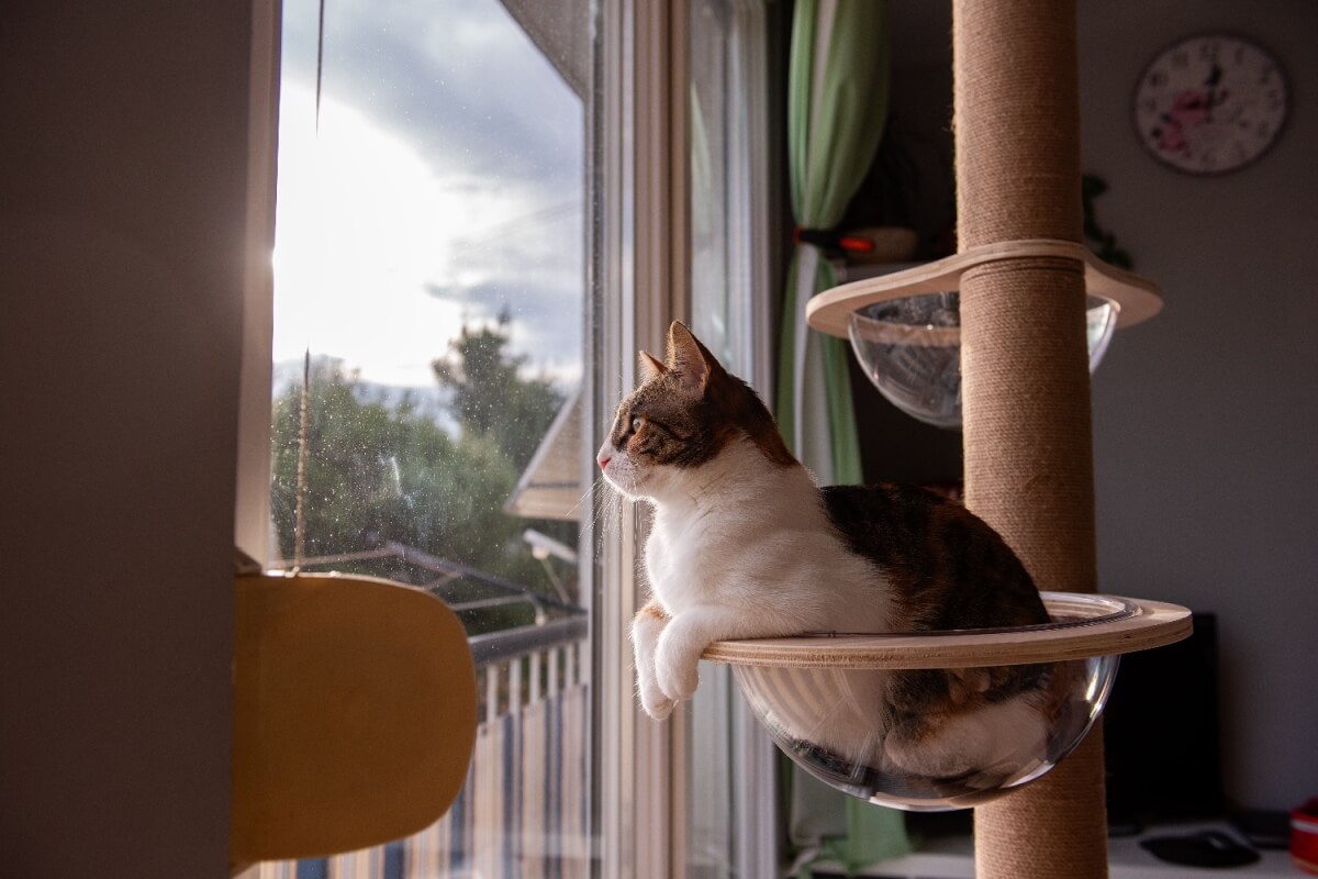 Compreender a personalidade do gato pode ajudar na melhora da convivência e na qualidade de vida do pet (Imagem: Julia Pavaliuk | Shutterstock)