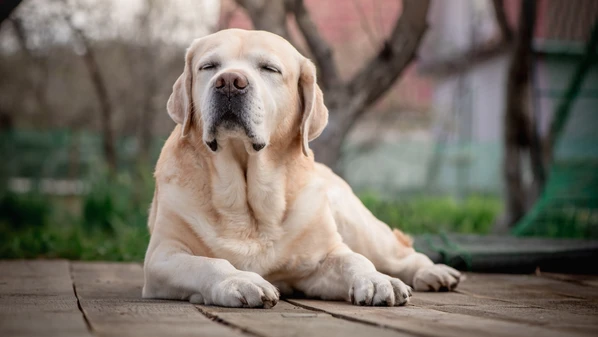 Tutores devem ficar atentos aos sinais e o diagnóstico precoce é fundamental