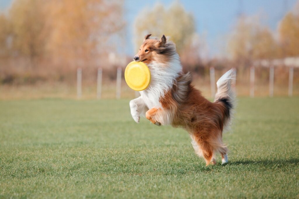 O rough collie é um cachorro ativo e necessita de atividade física regular (Imagem: OlgaOvcharenko | Shutterstock)