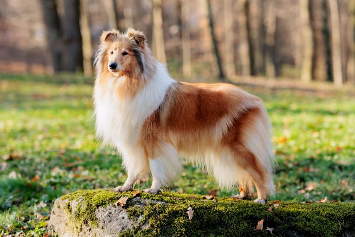 O rough collie é um cão de pastoreio ágil e atento (Imagem: Sherbak_photo | Shutterstock)