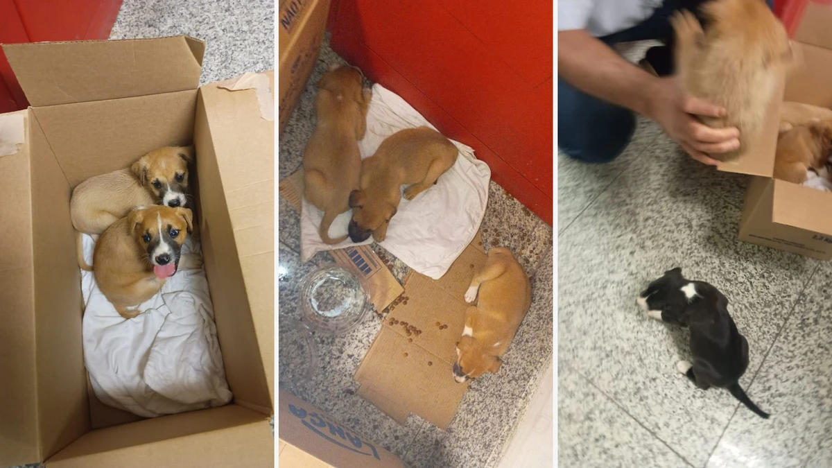 Quatro cãezinhos foram abandonados dentro de caixa na entrada de supermercado