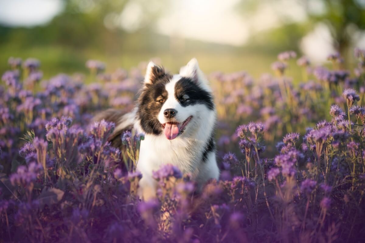 Os pets precisam de atenção redobrada durante a primavera(Imagem: nik174 | Shutterstock) 
