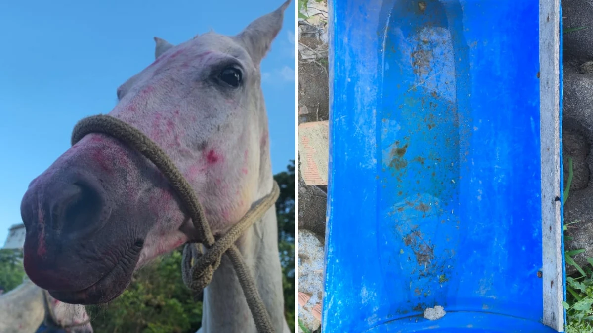 Dois equinos em situação de maus-tratos foram resgatados durante operação em Cariacica