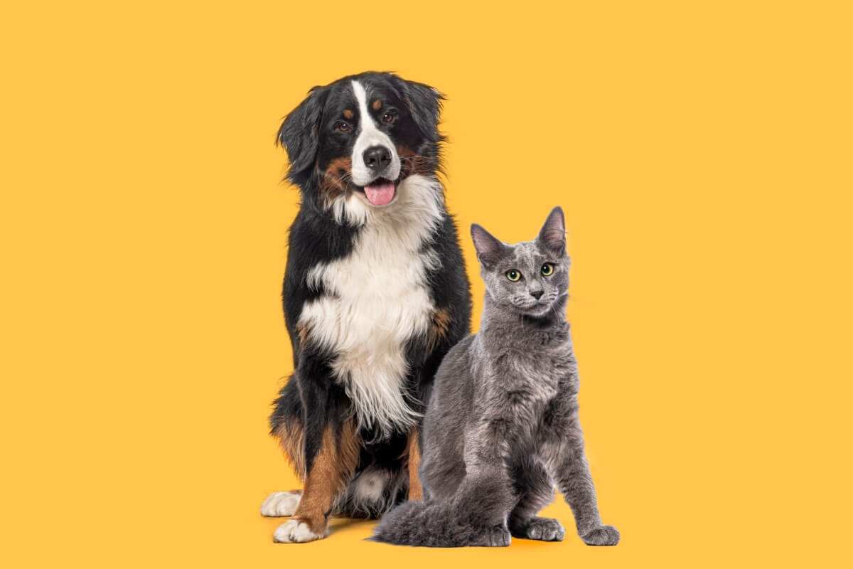 O cuidado com o hálito dos cães e gatos ajuda a evitar diferentes tipos de doenças (Imagem: Eric Isselee | Shutterstock)