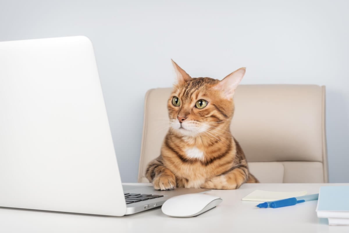 Os gatos curiosos geralmente gostam de explorar caixas e descobrir novos cantinhos dentro da casa (Imagem: Svetlana Rey | Shutterstock)
