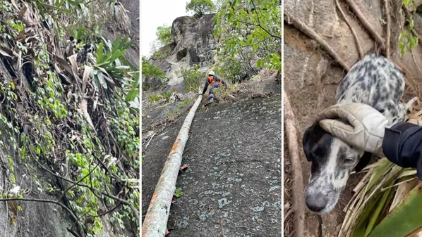 'Hulk' foi salvo por meio de técnica de rapel há cerca de 10 metros de altura