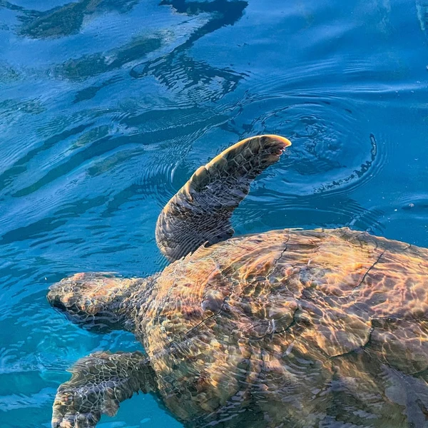 Diogo Defante no ES por Reprodução @defante