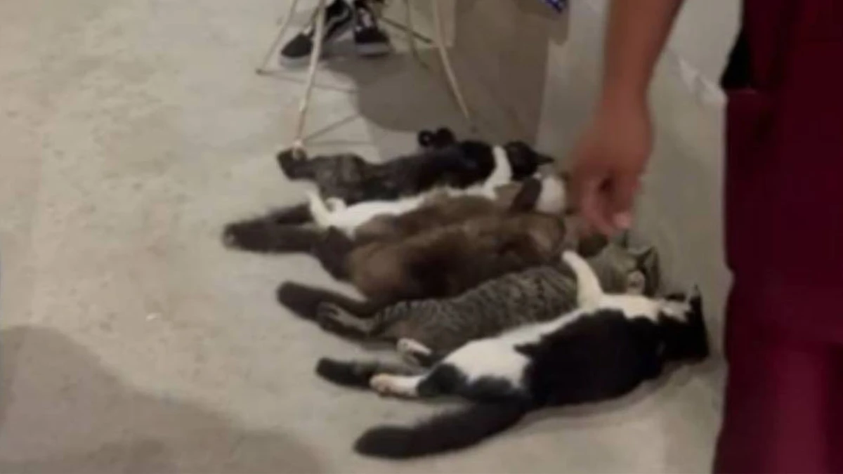 Gatos encontrados pela Guarda Municipal de Monte Alto, em SP