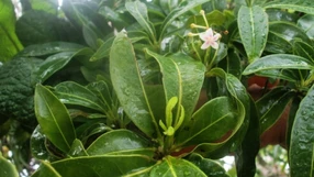 A Gazeta - ylr0qu07m