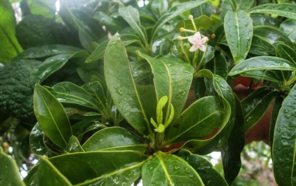 Flor Rauvolfia Capixabae