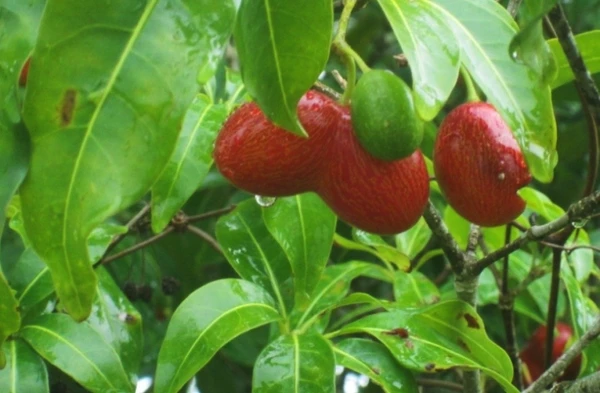 Frutos Rauvolfia capixabae