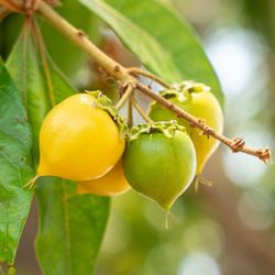 Esse alimento tropical pode reforçar a imunidade, proteger o coração e trazer mais vitalidade ao seu dia a dia