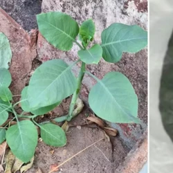 Conhecida como "falsa couve" ou "fumo bravo", a Nicotiana glauca é tóxica; ela tem alta concentração de uma substância chamada anabasina, que pode causar casos sérios de intoxicação quando ingerida