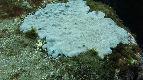 Pesquisa inédita estuda o mecanismo de defesa de espécies de corais; testes avaliam como essas substâncias podem ser utilizadas em tratamentos de quimioterapia