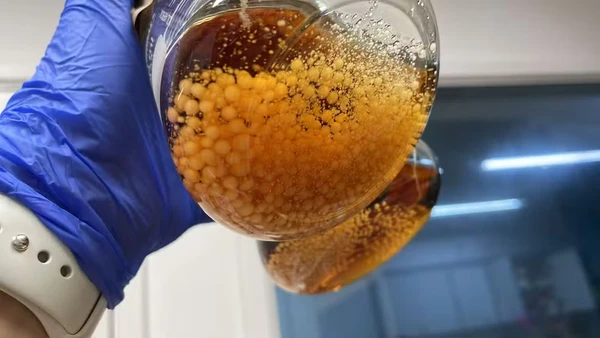 Após a coleta do coral na Ilha da Trindade, Espírito Santo, material é analisado em laboratório da USP por  Divulgação/USP