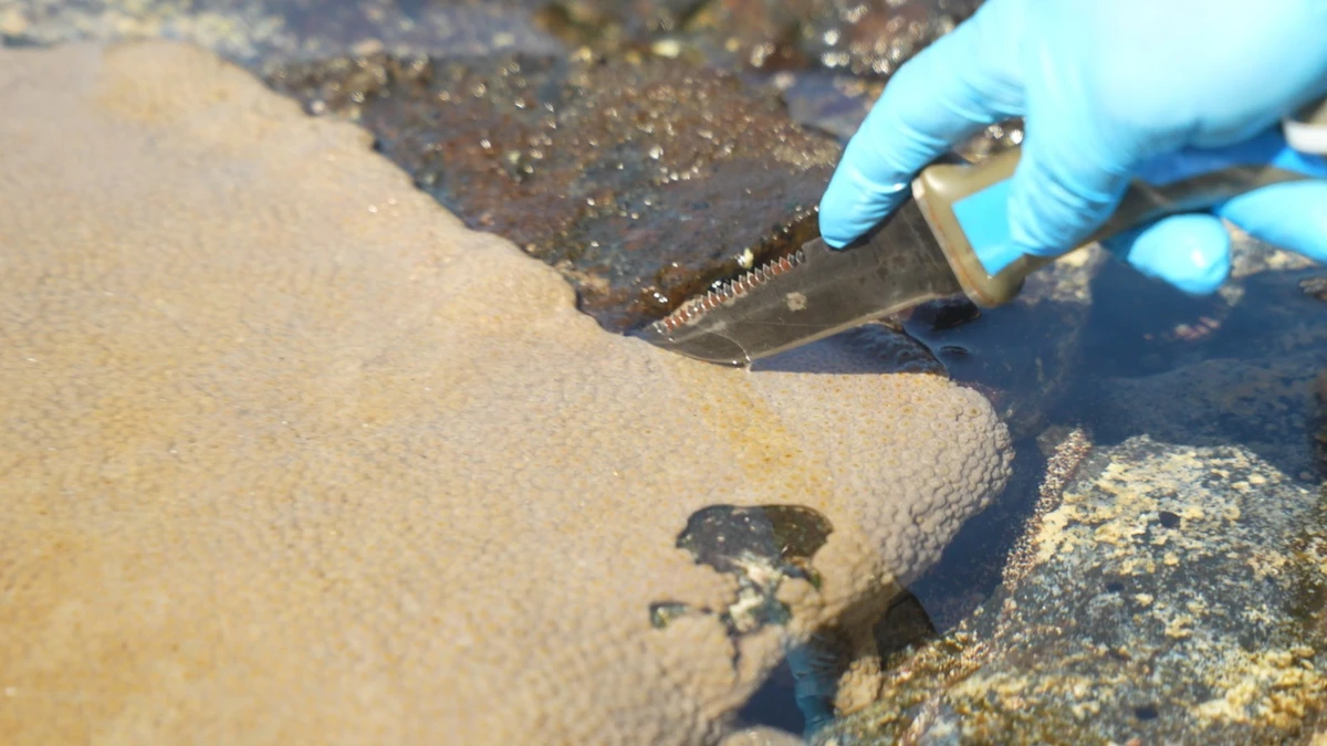 Corais na Praia dos Andradas, na Ilha da Trindade, Espírito Santo
