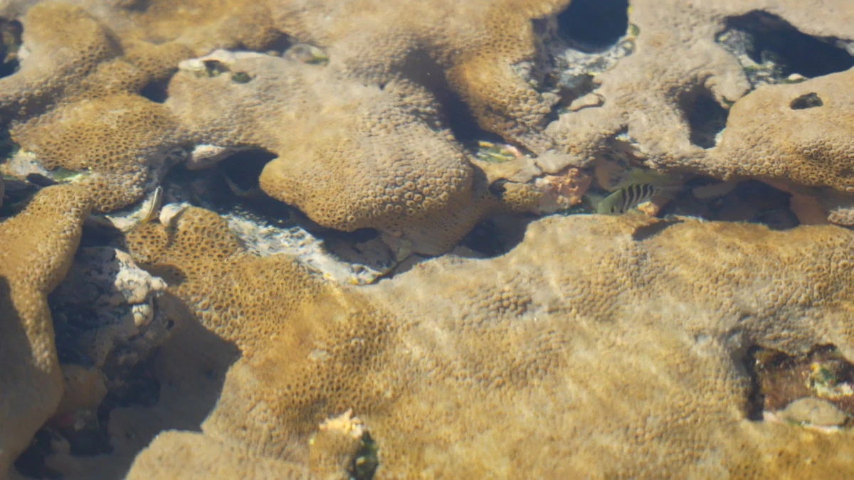 Corais na Praia dos Andradas, na Ilha da Trindade, Espírito Santo por Ramon Porto