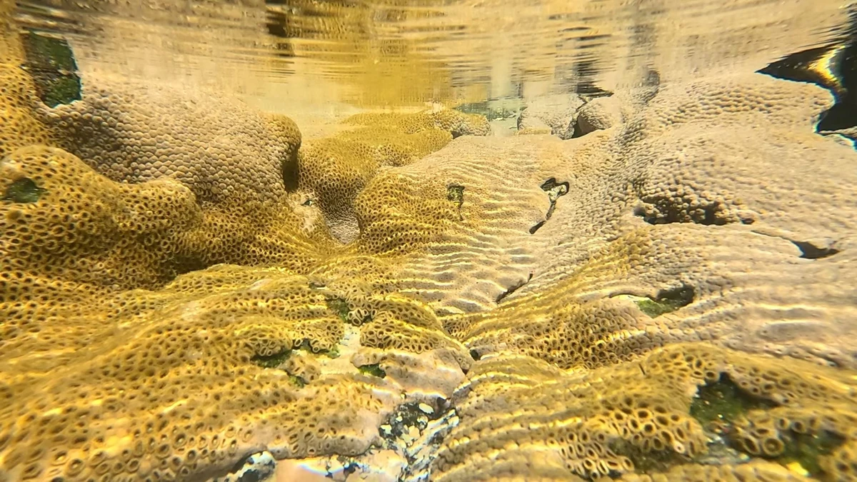 Corais na Praia dos Andradas, na Ilha da Trindade, Espírito Santo por Ramon Porto