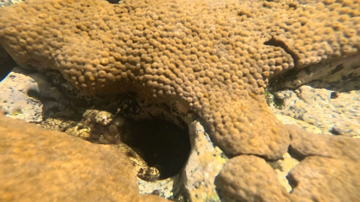 Corais na Praia dos Andradas, na Ilha da Trindade, Espírito Santo por Ramon Porto
