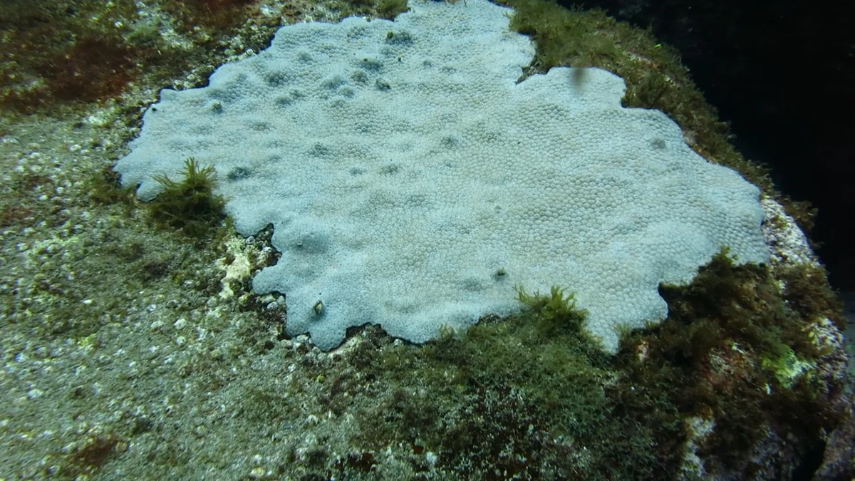 Corais na Praia dos Andradas, na Ilha da Trindade, Espírito Santo por Ramon Porto