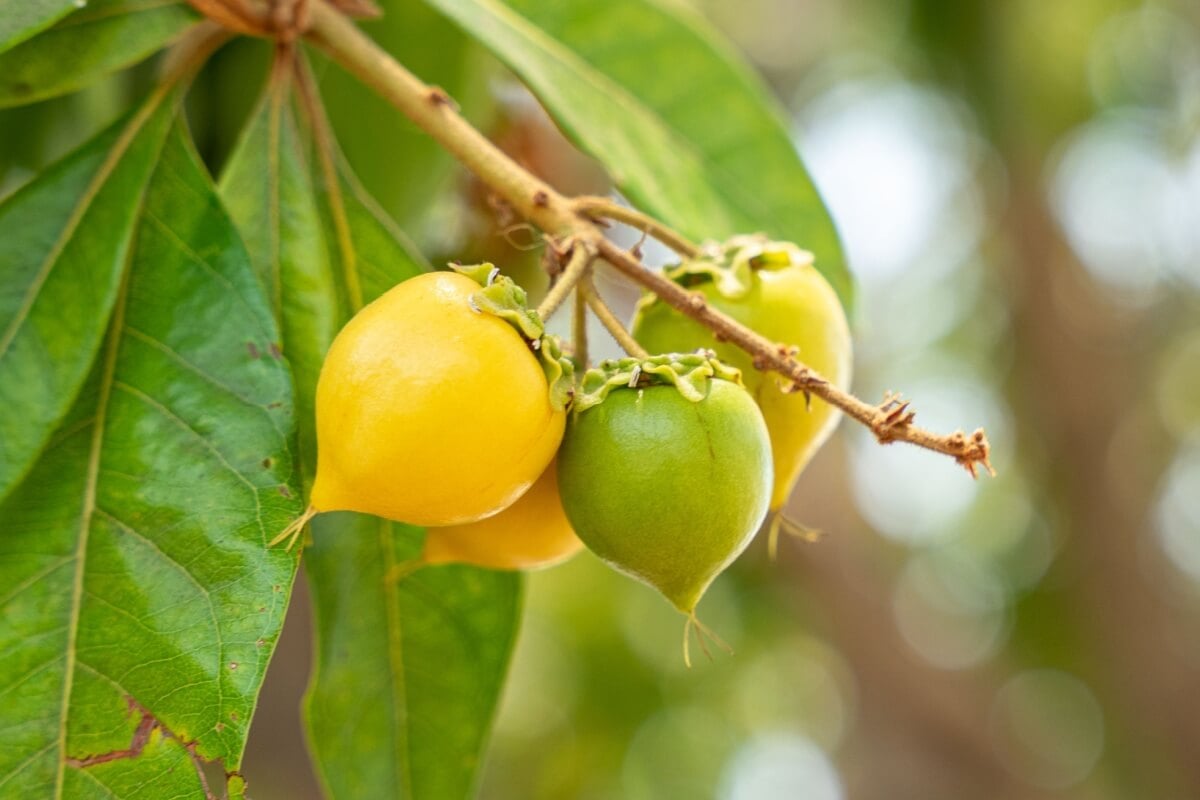 A fruta murici tem um sabor único e fornece nutrientes importantes para o funcionamento do organismo (Imagem: JRomero04 | Shutterstock) 