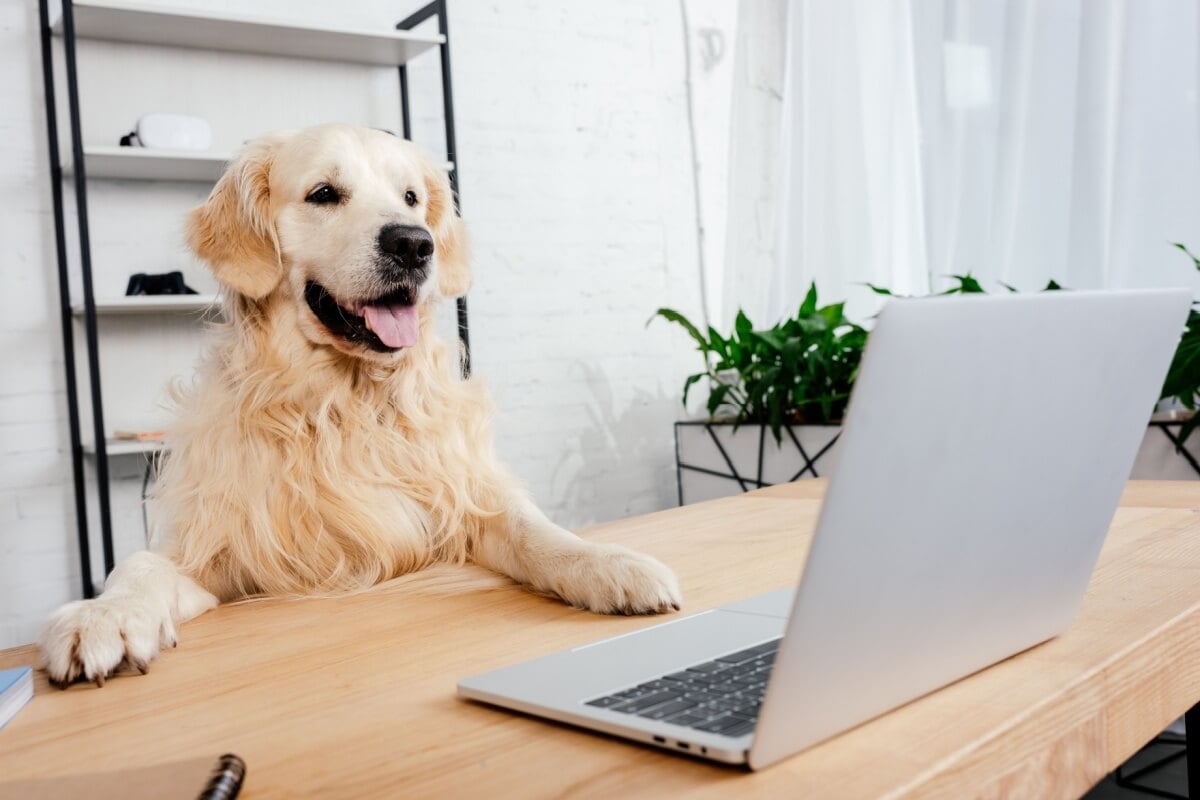 Alguns nomes combinam perfeitamente com cachorros curiosos (Imagem: LightField Stud | Shutterstock)