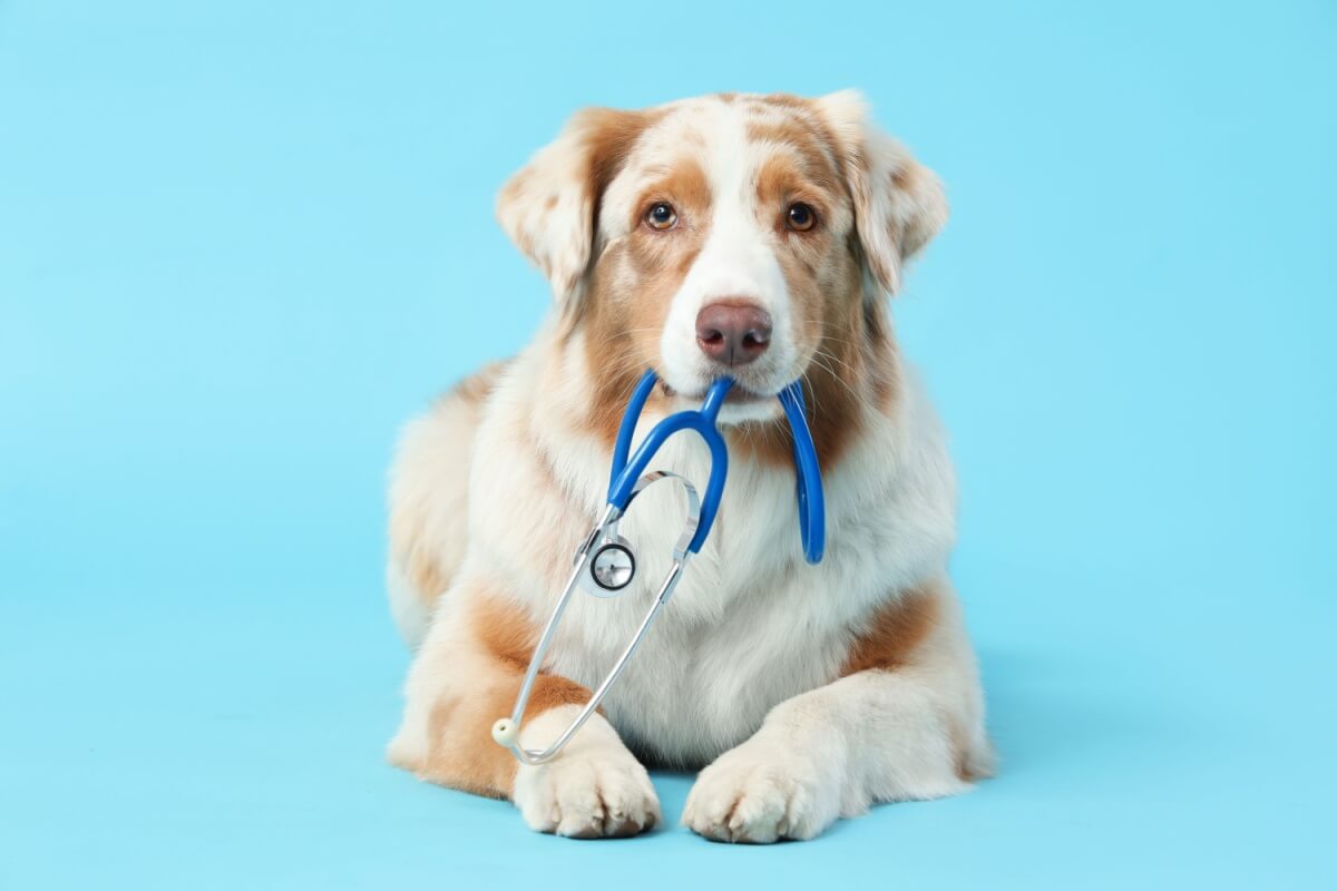 Cães e gatos também podem desenvolver câncer (Imagem: Pixel-Shot | Shutterstock)