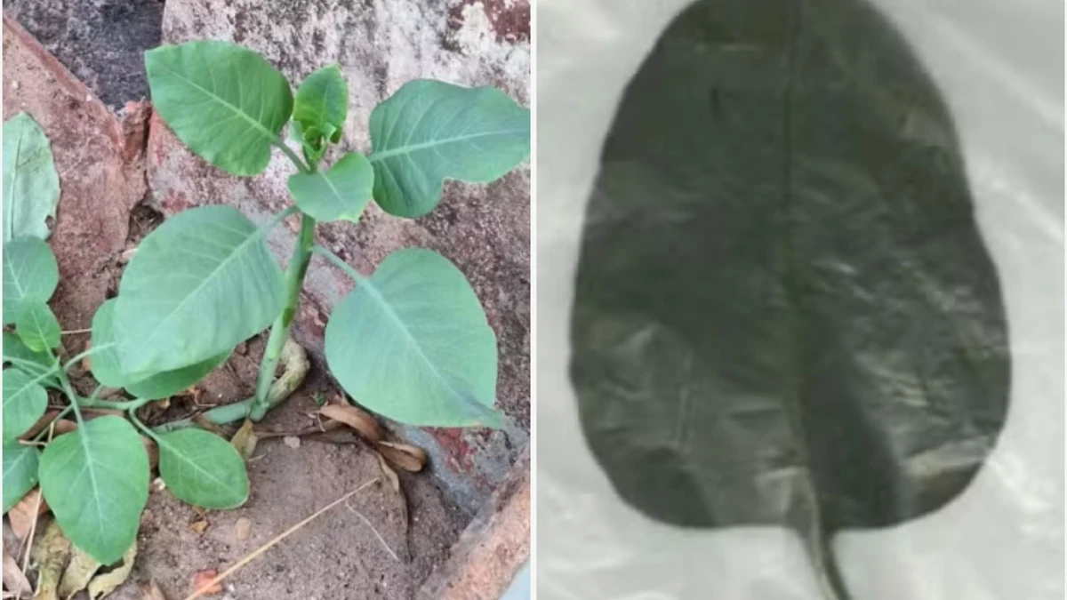 Falsa couve foi encontrada em casa de família intoxicada em MG