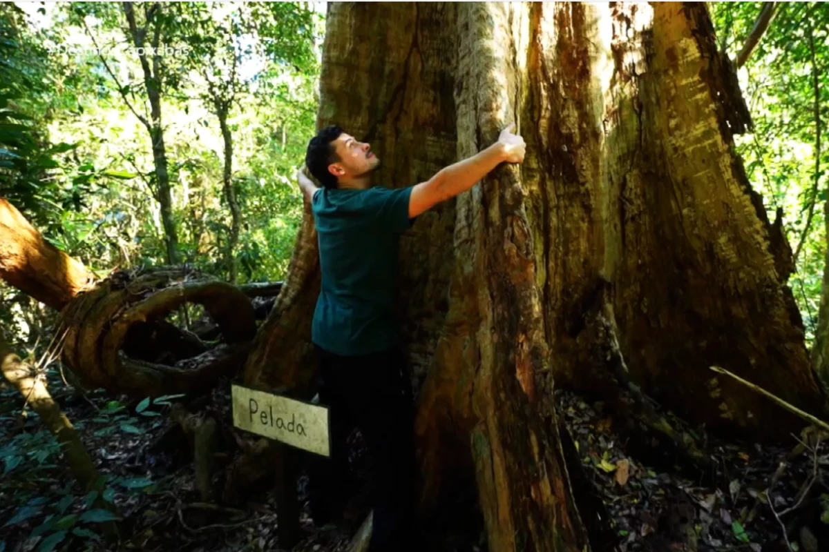 A Floresta Nacional de Pacotuba apresenta a força da Mata Atlântica em Cachoeiro