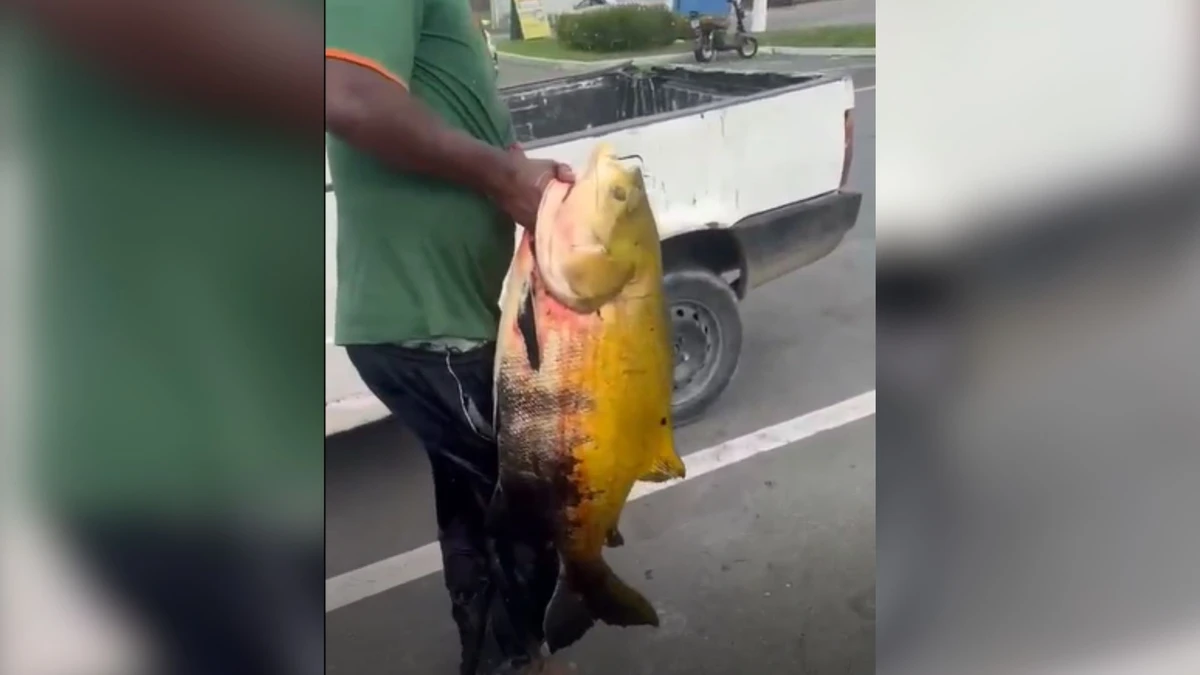 Peixão é pescado na Linha Verde em Linhares
