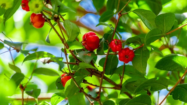 Em nossos quintais, essa árvore guardiã do tempo reina discreta, quase sempre de saia verde e colar de pitangas que pendem como risos rubros