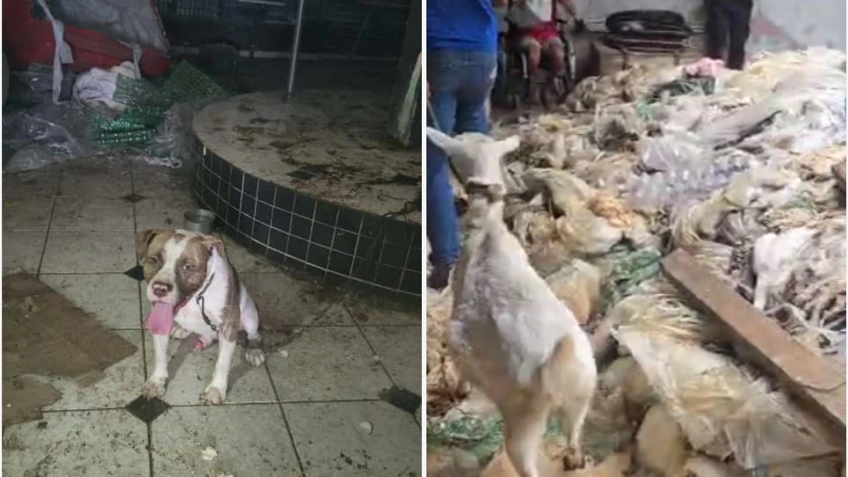 Ação conjunta resgata animais em situação de maus-tratos em Cariacica