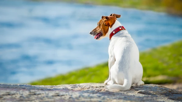 A história de gatinha que fugiu em Vila Velha reforça a importância da prevenção e proteção dos pets