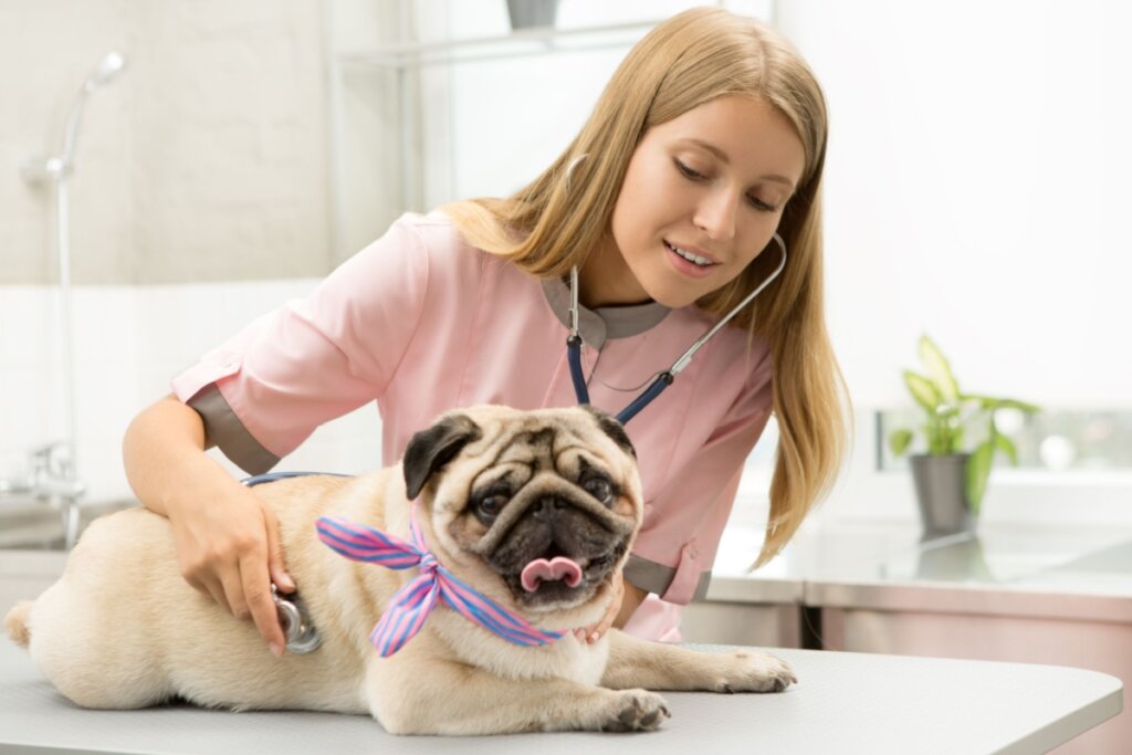 As consultas periódicas com o veterinário permitem identificar alterações precocemente (Imagem: Zoriana Zaitseva | Shutterstock)