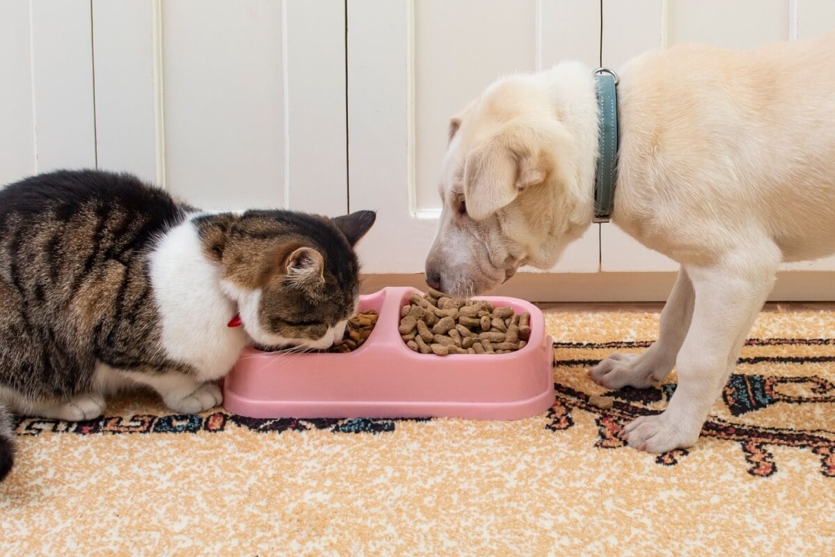 O ambiente no qual o pet vive exerce influência direta sobre seu comportamento alimentar e seu gasto energético (Imagem: puha dorin | Shutterstock)