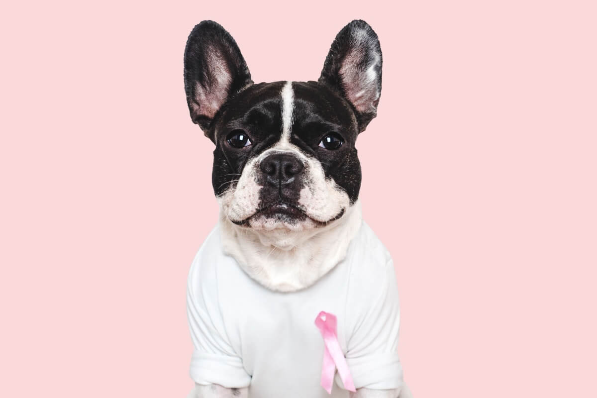 O câncer de mama também é uma doença comum em cadelas (Imagem: SvetikovaV | Shutterstock) 