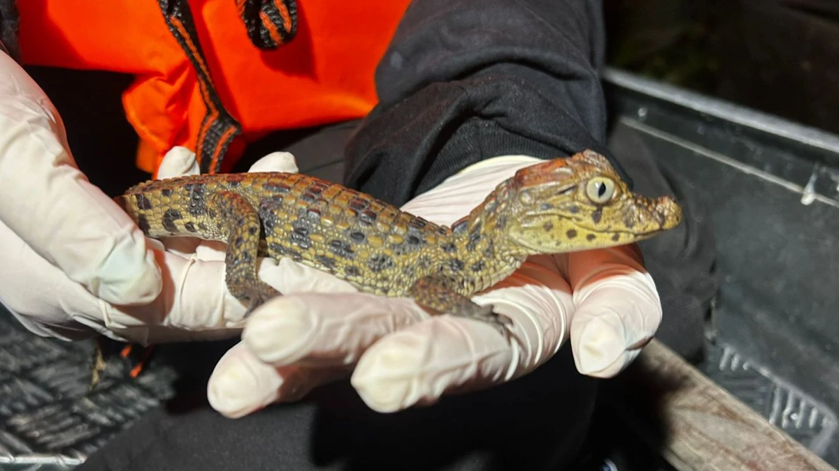 Jacaré-do-papo-amarelo, espécie ameaçada de extinção no Espírito Santo