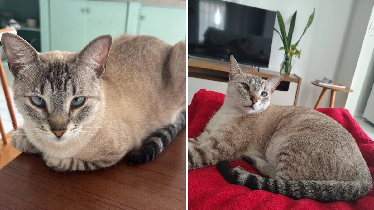 Lua, gatinha desaparecida em Vila Velha