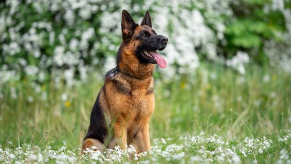 País foi responsável pelo desenvolvimento de cães que se tornaram símbolos de inteligência, lealdade, força e beleza