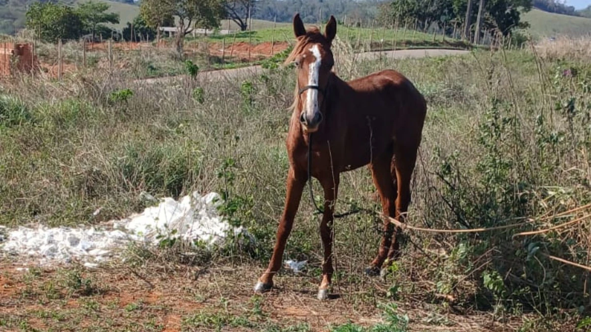 Cavalo estava abandonado há três dias em Cachoeiro