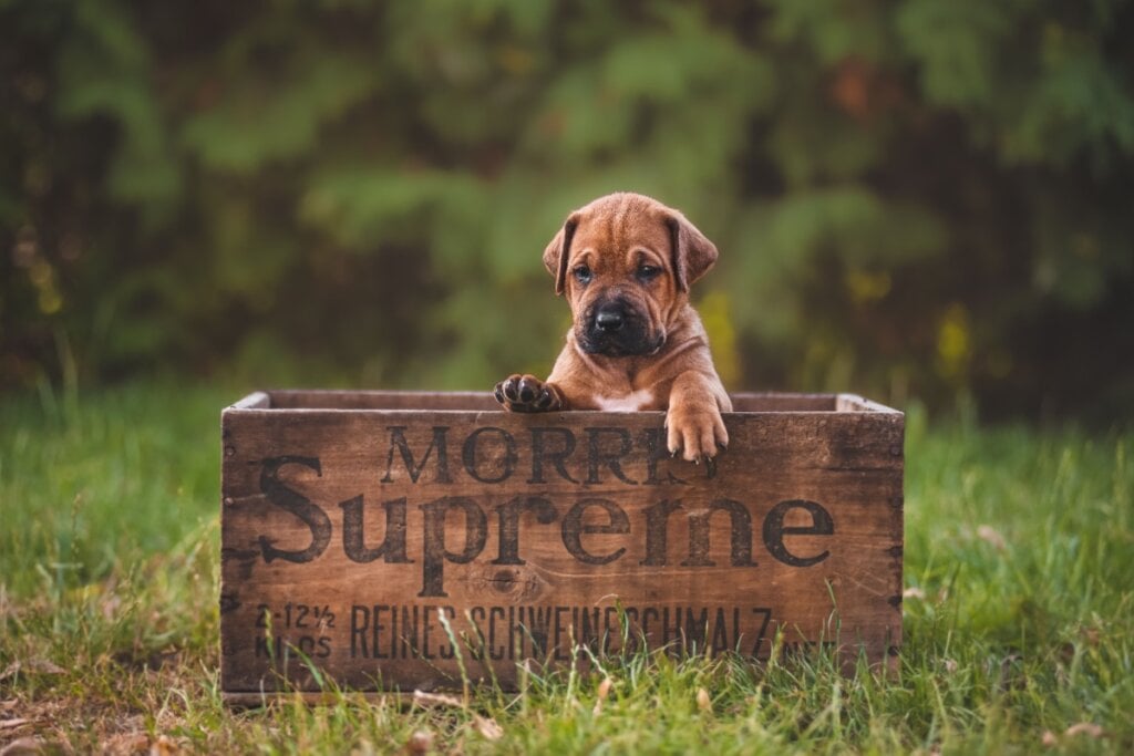 Filhotes de tosa inu precisam de atenção especial para evitar crescimento acelerado (Imagem: michaela.bilovska | Shutterstock)