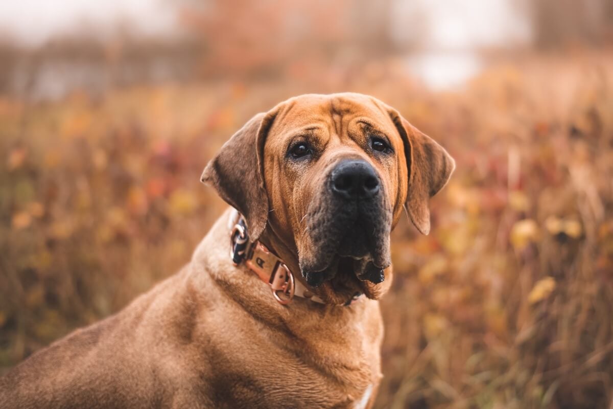 O tosa inu é um cachorro de grande porte, com estrutura forte e musculatura robusta (Imagem: michaela.bilovska | Shutterstock)