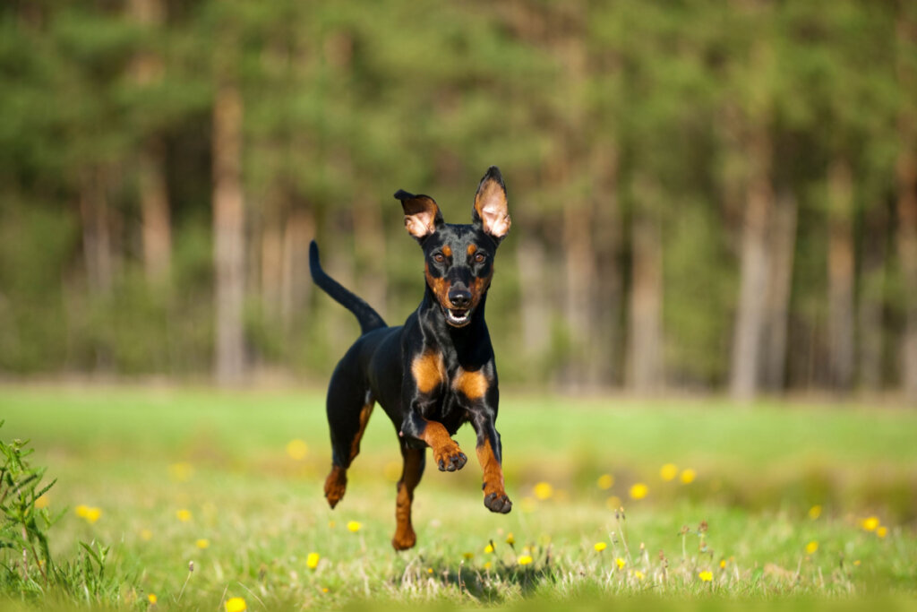 O pinscher é um animal que aprende muito com a exploração de novos ambientes (Imagem: Dora Zett | ShutterStock) 