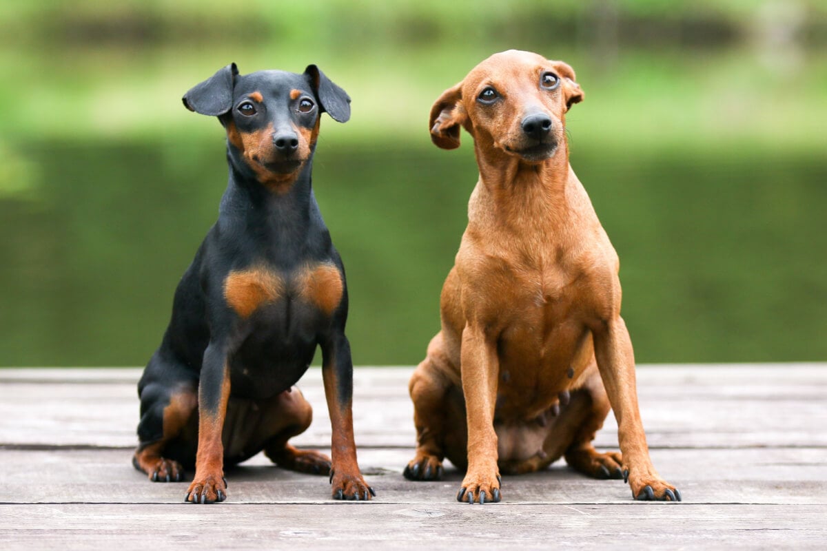 O pinscher precisa de atividades na rotina para manter a saúde física e mental (Imagem: Lisjatina | Shutterstock)