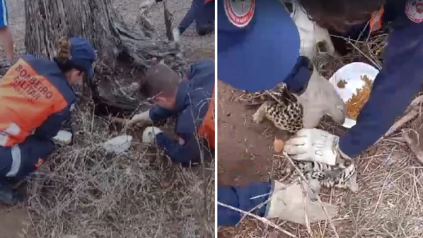 Felino foi encontrado na manhã de sábado (18) por um morador, que inicialmente achou que se tratava de uma jaguatirica