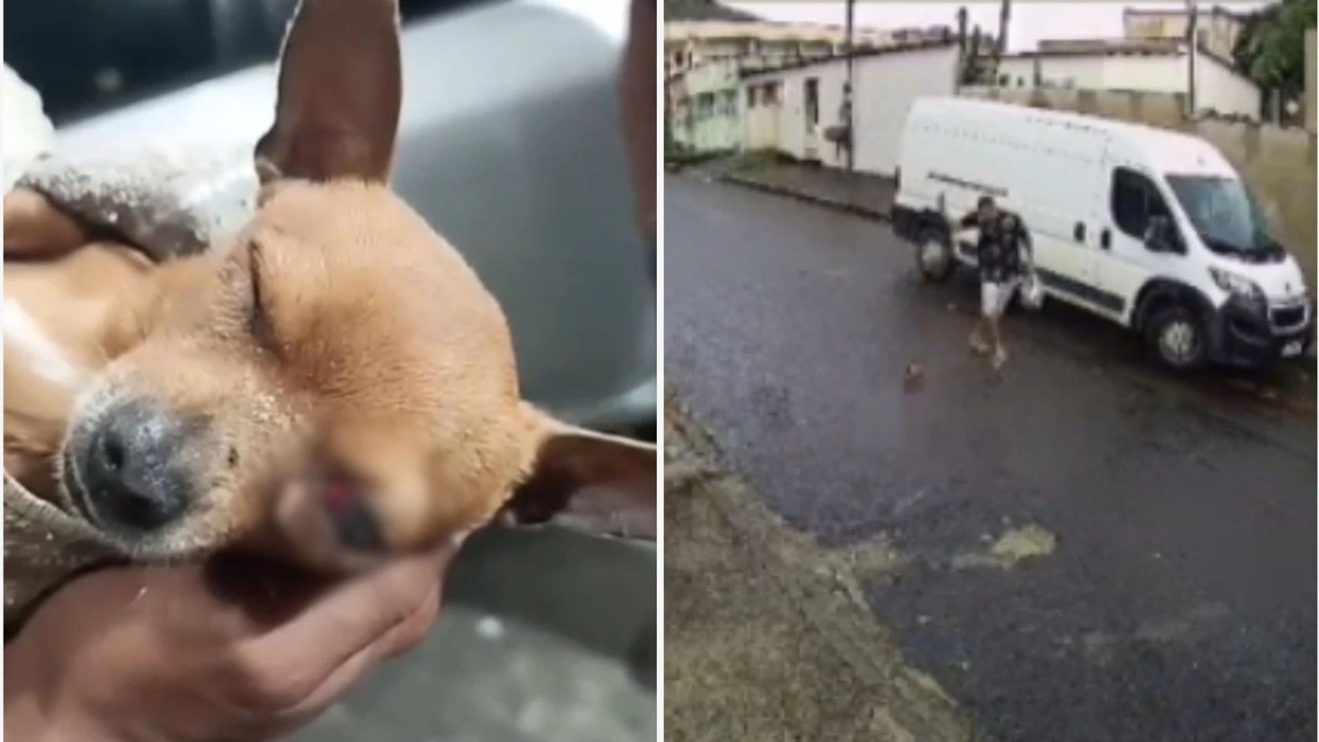Cachorrinho de nome Eros teve uma lesão grave no olho e segue internado; caso aconteceu no domingo (19)