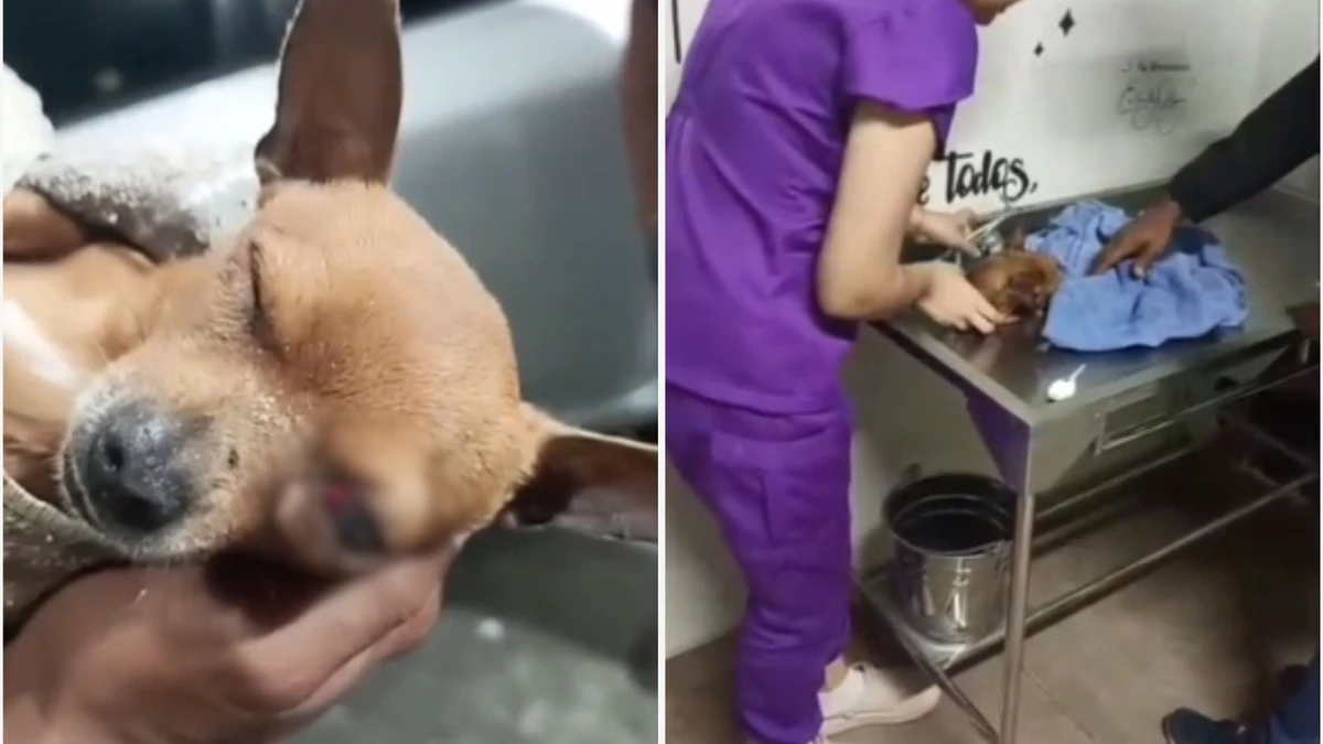 Cachorrinho Eros teve um ferimento grave no olho e segue internado passando por exames (a imagem foi borrada por ser sensível)