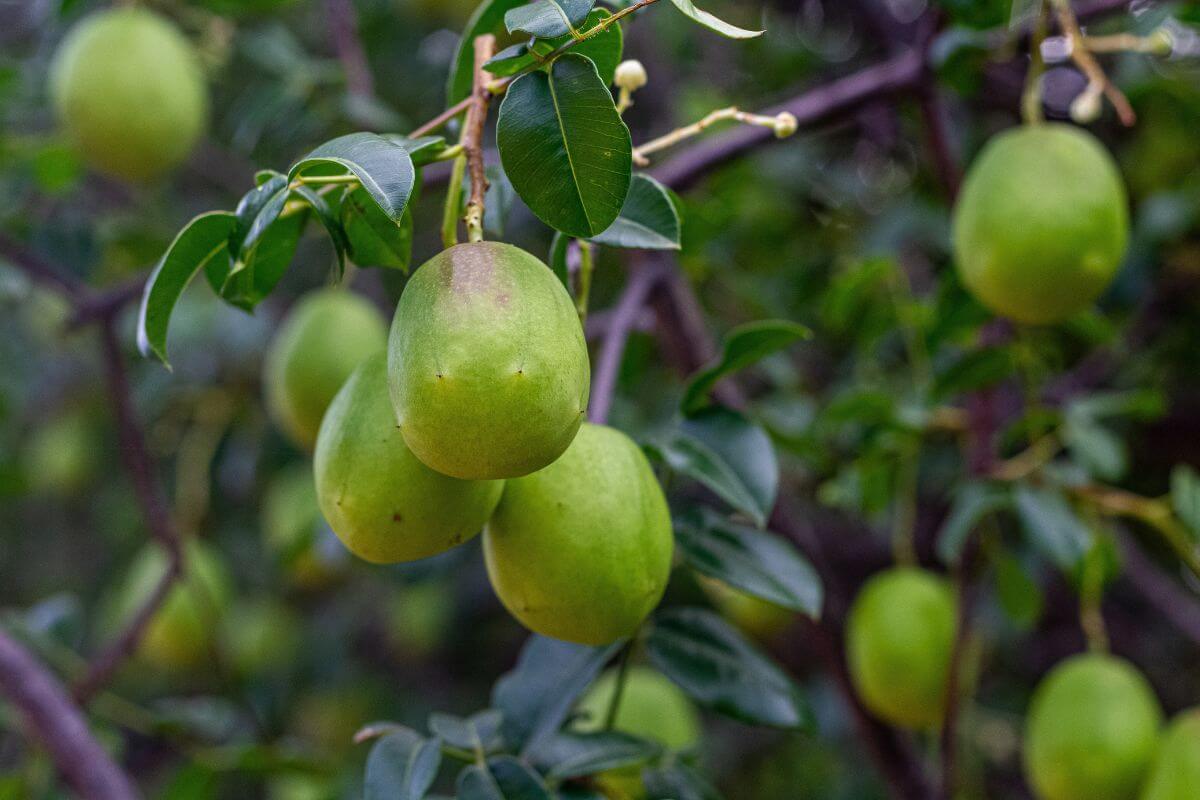 O umbu oferece propriedades nutricionais importantes para o organismo (Imagem: Hyago Xavier Teixeira | Shutterstock)