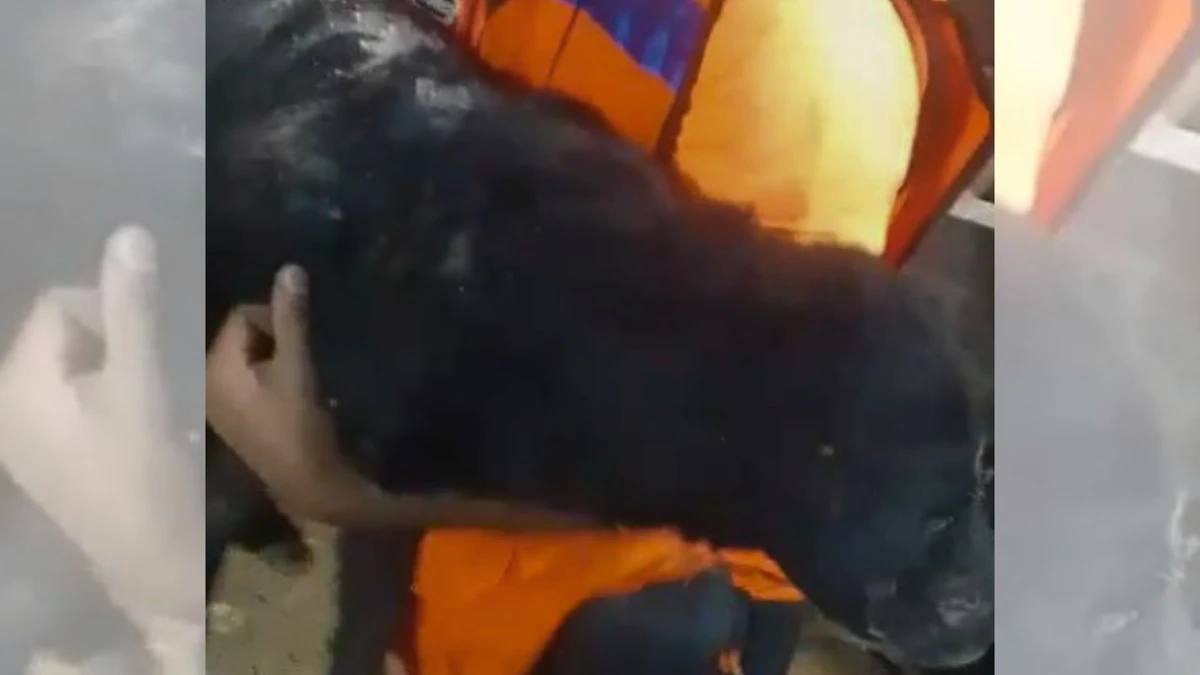 Cão foi resgatado após ter ficado 35 horas nos escombros